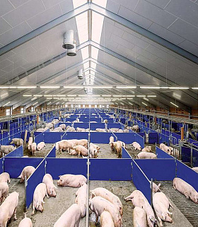 Инновационные технологии, повышающие качество свиноводства
