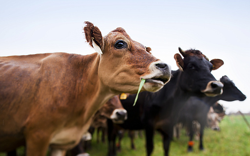 Компании «Адиссео» и «Кемин» объявляют о совместном решении не продлевать действующее дистрибьюторское соглашение по кормовым добавкам для жвачных животных 