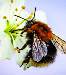 Пчелы и сельская урожайность: Новый тренд АПК - контрактное опыление