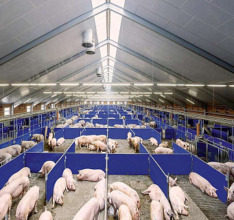 Инновационные технологии, повышающие качество свиноводства