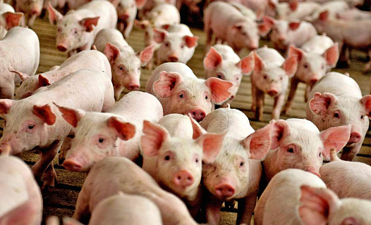 Проблемы и тенденции в свиноводстве