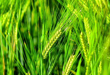 Ошибки, которые не стоит совершать агрономам при выращивании озимой пшеницы